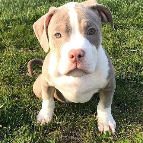Originally developed to be a family companion dog, the American Bully is characterized by their gentle disposition, cheerful nature, and an extraordinary willingness to please. . American bullies for sale near me